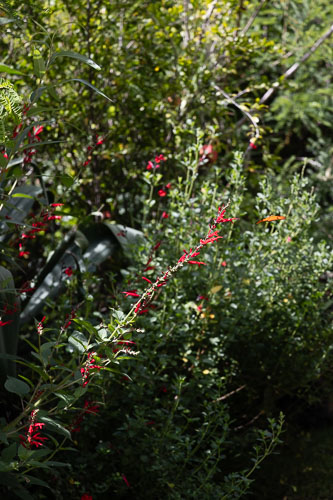 Dealer_Malinalco
