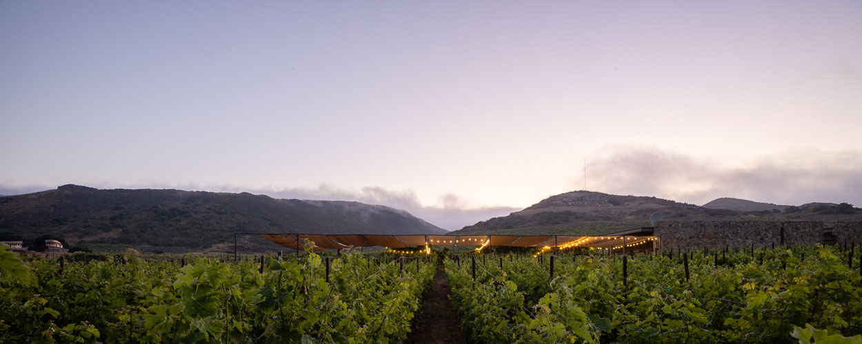 TallerArquitectura_Vinicola