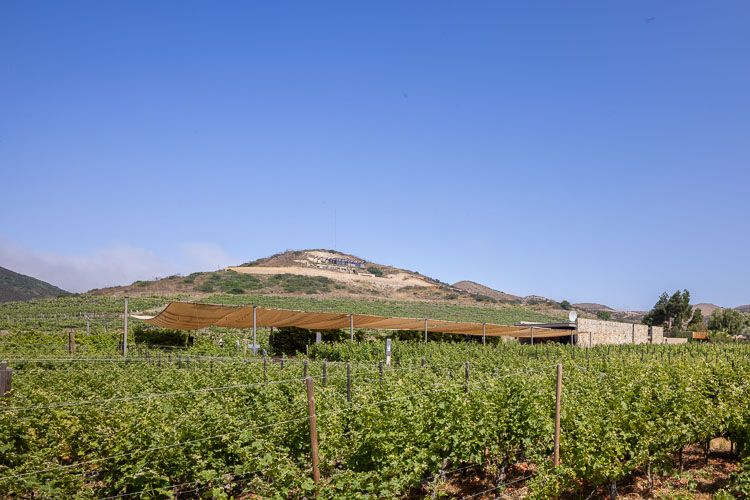TallerArquitectura_Vinicola