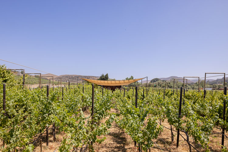 TallerArquitectura_Vinicola